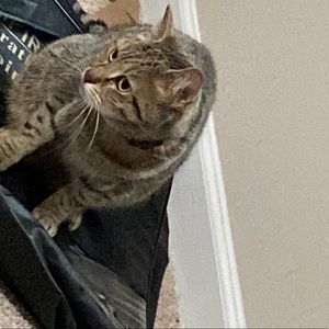 Meet your Posher, Camoya